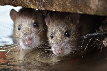 Rattenbestrijding Den Haag
